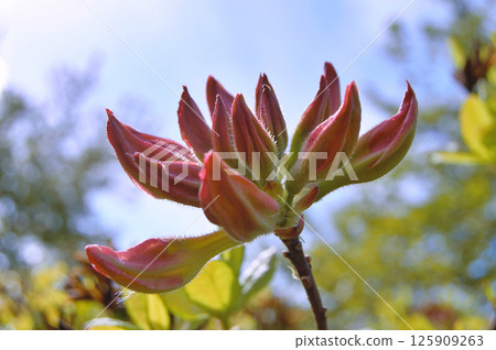 Azalea (Rhododendron) 125909263
