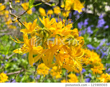Big azalea or rhododendron in city park, Herning - Denmark 125909303