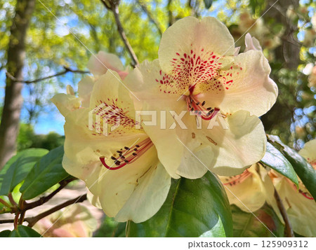 Big azalea or rhododendron in city park, Herning - Denmark Big azalea or rhododendron in city park, Herning - Denmark 125909312