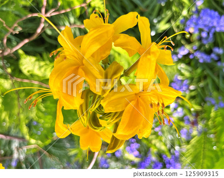 Big azalea or rhododendron in city park, Herning - Denmark 125909315