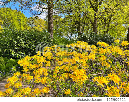 Big azalea or rhododendron in city park, Herning - Denmark 125909321