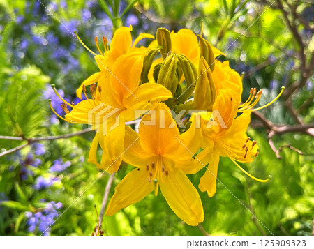 Big azalea or rhododendron in city park, Herning - Denmark Big azalea or rhododendron in city park, Herning - Denmark 125909323