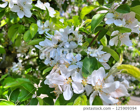 The Apple trees are blooming white flowers 125909394
