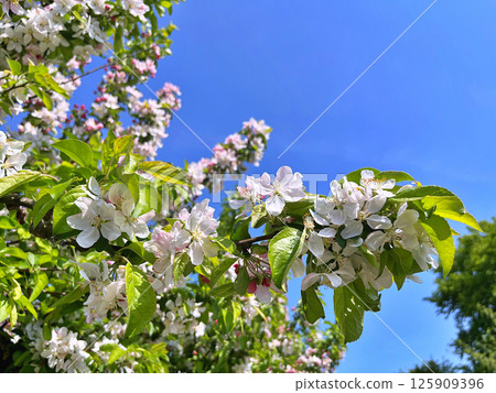 The Apple trees are blooming white flowers 125909396