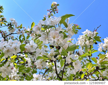 The Apple trees are blooming white flowers The Apple trees are blooming white flowers 125909407