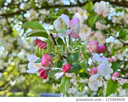 The Apple trees are blooming white flowers The Apple trees are blooming white flowers 125909409