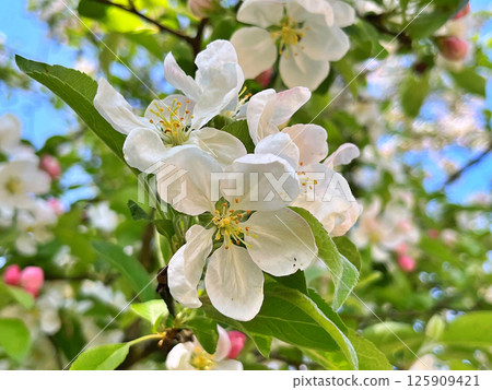 The Apple trees are blooming white flowers 125909421