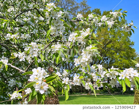 The Apple trees are blooming white flowers 125909427
