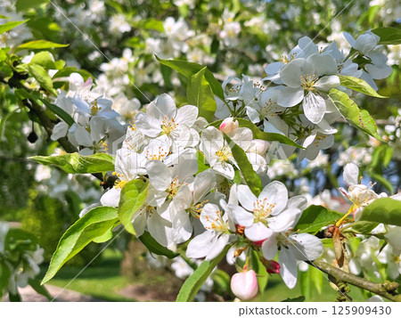 The Apple trees are blooming white flowers 125909430
