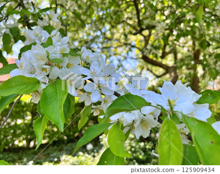 The Apple trees are blooming white flowers 125909434