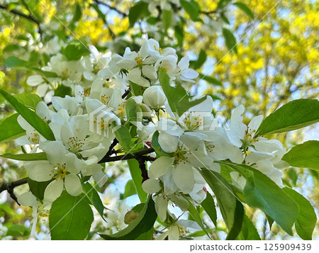 The Apple trees are blooming white flowers The Apple trees are blooming white flowers 125909439