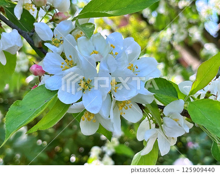 The Apple trees are blooming white flowers The Apple trees are blooming white flowers 125909440