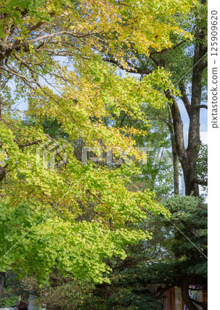 [日] 千葉縣松戶神社的銀杏樹開始變黃變紅 125909620