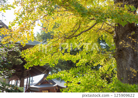 [日] 千葉縣松戶神社的銀杏樹開始變黃變紅 125909622