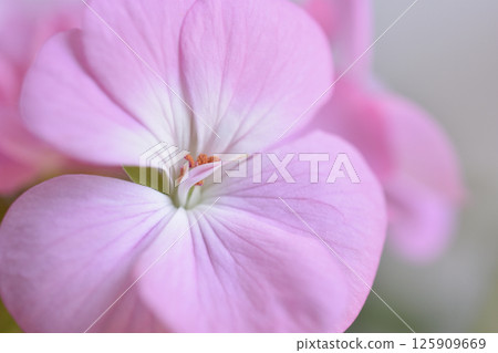 Geranium Geranium 125909669