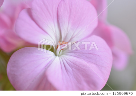 Geranium 125909670