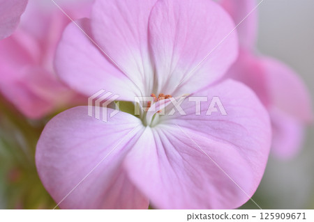 Geranium Geranium 125909671