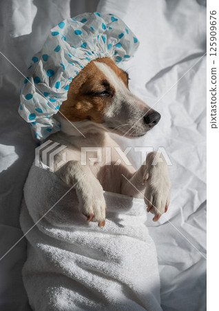 Jack Russell Terrier in a shower cap and towel. Dog spa.  125909676