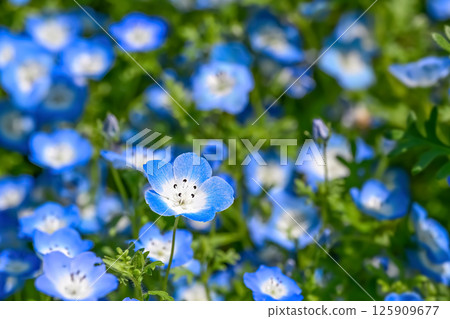 Nemophira / Nemophila flower 125909677