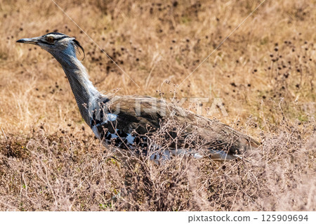 Kori Bustard in the Ngorogoro crater 125909694