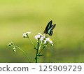 A blue swallowtail butterfly resting on a philly buddleia 125909729