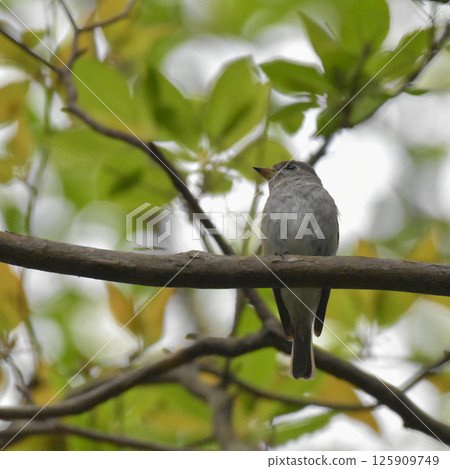 Kosamebitaki perching on a branch Kosamebitaki perching on a branch 125909749