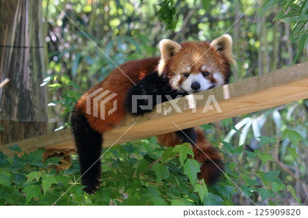 Lesser panda relax Lesser panda relax 125909820