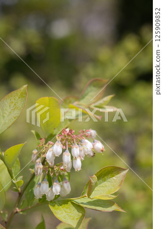藍莓花 125909852