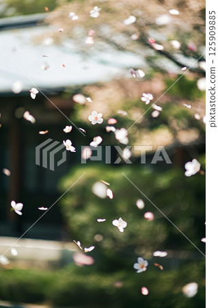 Soft pink cherry blossom petals falling gently in a serene japanese garden, peaceful springtime scene with delicate sakura flowers Soft pink cherry blossom petals falling gently in a serene japanese garden, peaceful springtime scene with delicate sakura flowers 125909885