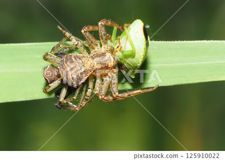 A female crab spider catching a stink bug A female crab spider catching a stink bug 125910022