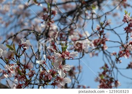 Spring cherry blossom walk through the Osaka Mint Bureau 125910323