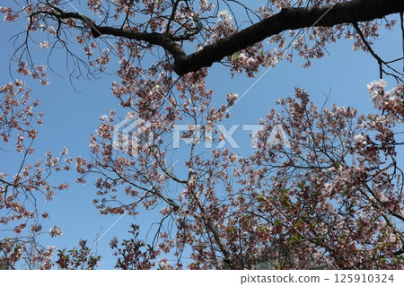 Spring cherry blossom walk through the Osaka Mint Bureau 125910324