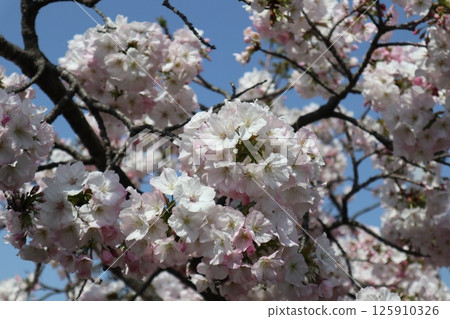 Spring cherry blossom walk through the Osaka Mint Bureau 125910326