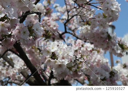 Spring cherry blossom walk through the Osaka Mint Bureau 125910327