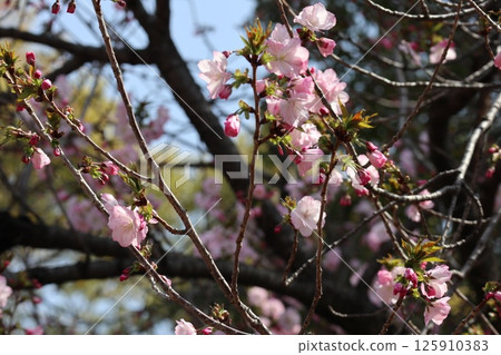 Spring cherry blossom walk through the Osaka Mint Bureau Spring cherry blossom walk through the Osaka Mint Bureau 125910383