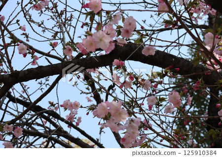 Spring cherry blossom walk through the Osaka Mint Bureau 125910384