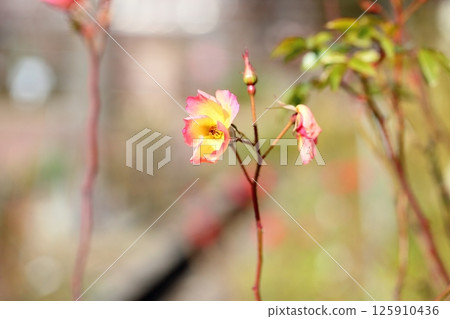 Winter Rose Cocktail 125910436