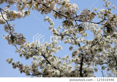 大阪造幣局春季櫻花漫步 125910446