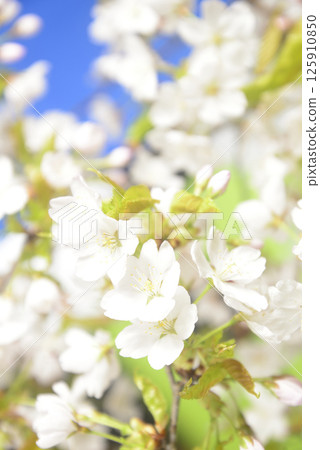 Cherry blossom close-up 125910850