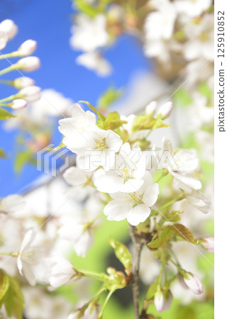 Cherry blossom close-up 125910852