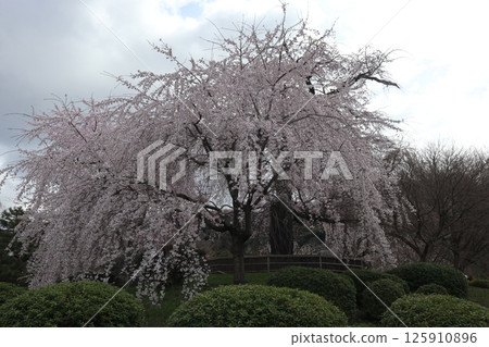 Spring scenery of Maruyama Park, Kyoto Spring scenery of Maruyama Park, Kyoto 125910896