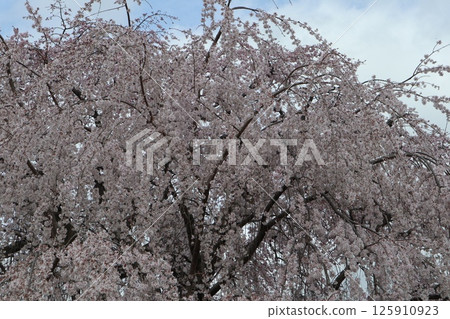 Spring scenery of Maruyama Park, Kyoto 125910923