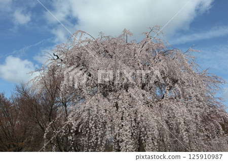 京都圓山公園的春天風景 125910987