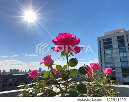 Sunshine and a garden of roses 125911233