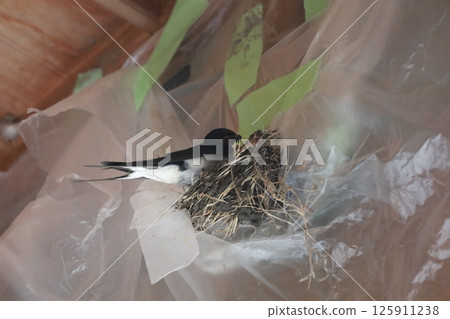 Swallows are building nests under the eaves Swallows are building nests under the eaves 125911238