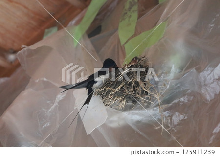 Swallows are building nests under the eaves 125911239