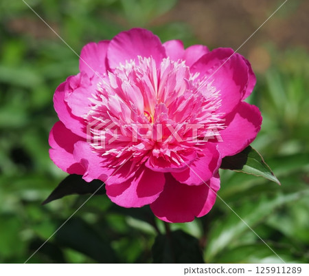 Peony root 125911289