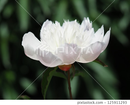 Peony root Peony root 125911293