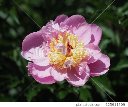 Peony root 125911309