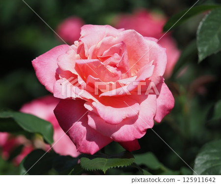 rose rose 125911642